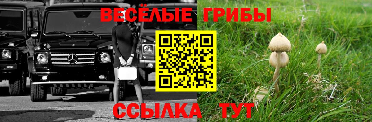 Галлюциногенные грибы прущие грибы Губкин